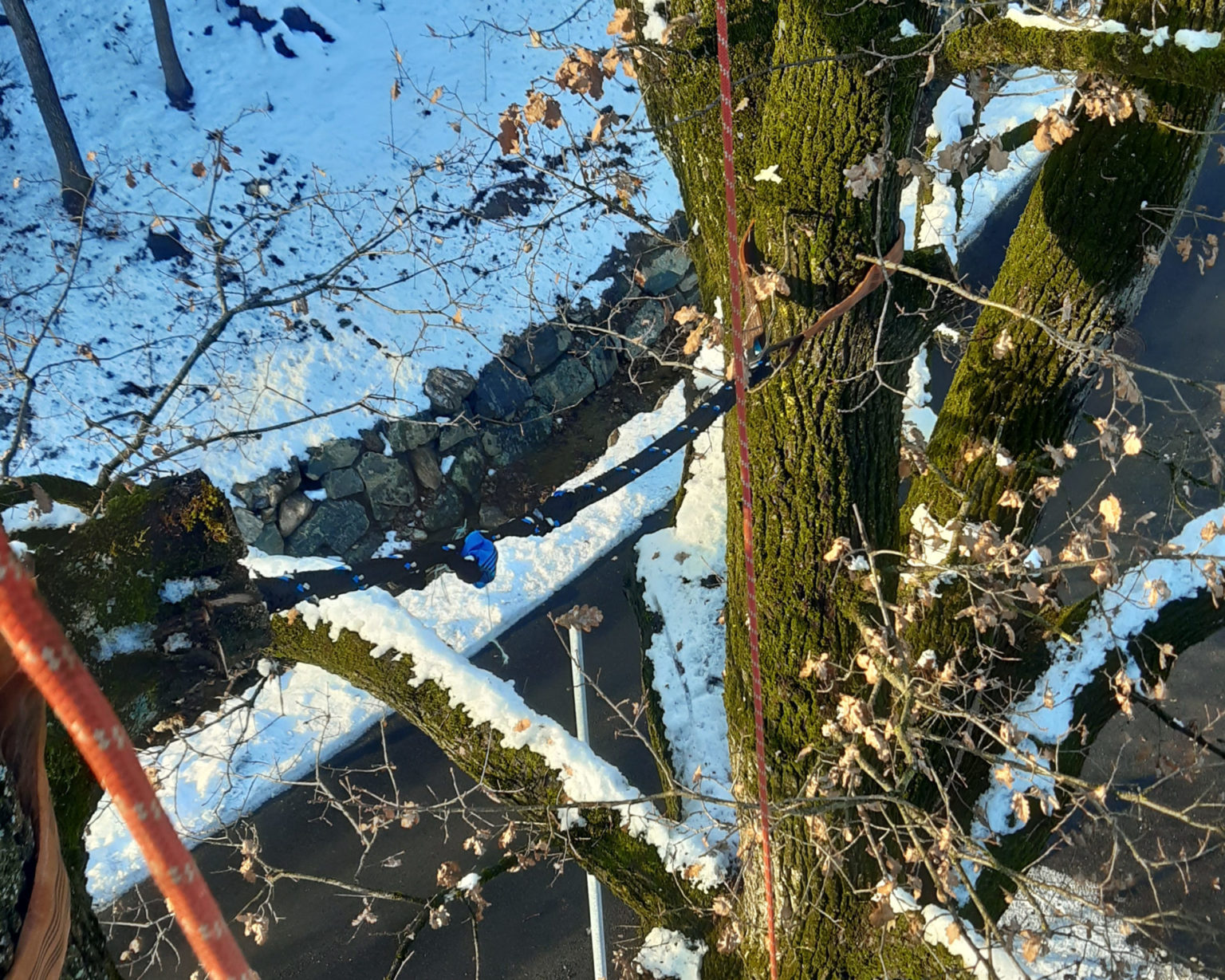 Professionelle Baumpflege, Holzschlägerung, Baumabtragung