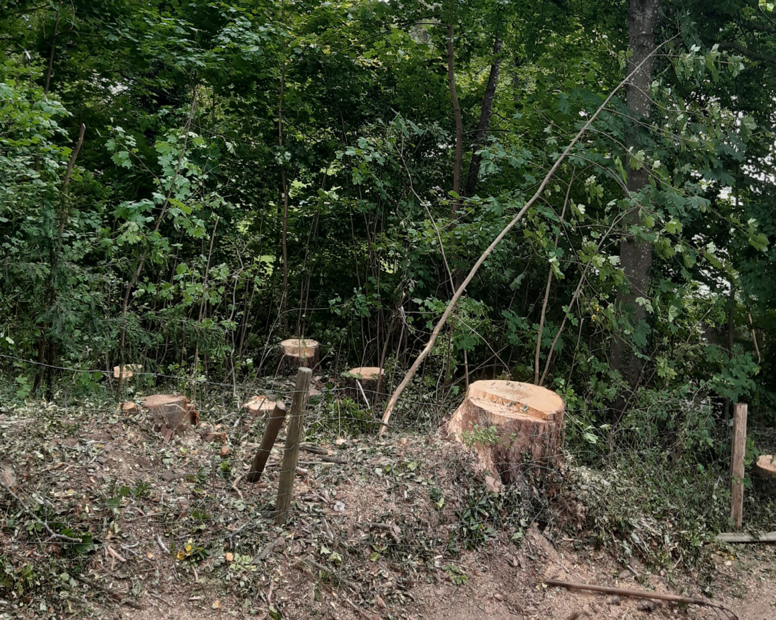 Professionelle Baumpflege, Holzschlägerung, Baumabtragung